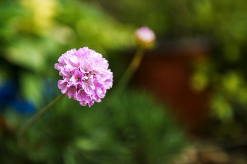 Wall Mural - Flowers in the garden in the late afternoon