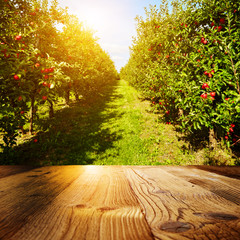 Wall Mural - autumn apple orchard background