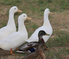 Breeding Of Geese And Ducks In The Farm