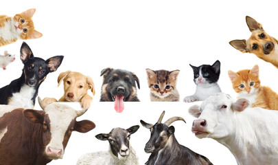 Wall Mural - Collection of pet