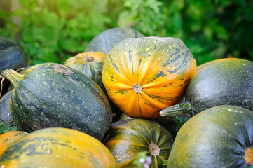 Sticker - Harvested pumpkins on a field