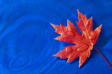 Red Maple Leaf Floating On Blue Water/ Horizontal Shot Of Bright Red Maple Leaf With Water Droplets Floating On Beautiful Blue Water.