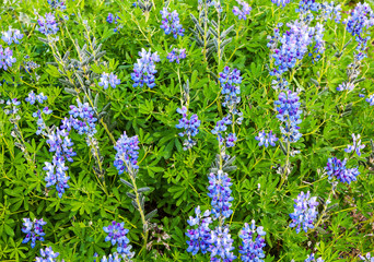 The typical summer landscape detail of Iceland