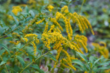 Beautiful Yellow Goldenrod Flowers Blooming