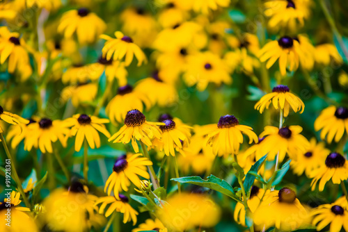 Fotografering Bright yellow rudbeckia or Black Eyed Susan flowers in the garde