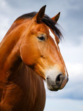 Fototapeta Konie - red horse