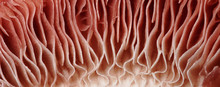 Mushroom Macro Detail