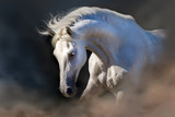 Fototapeta Konie - Grey horse portrait on the black background