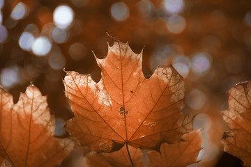 Wall Mural - autumn yellow dry leaves