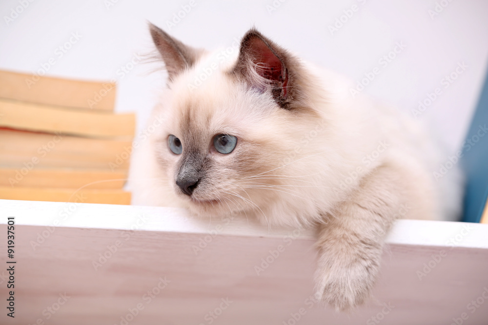 Cute little cat on shelf with books on light background