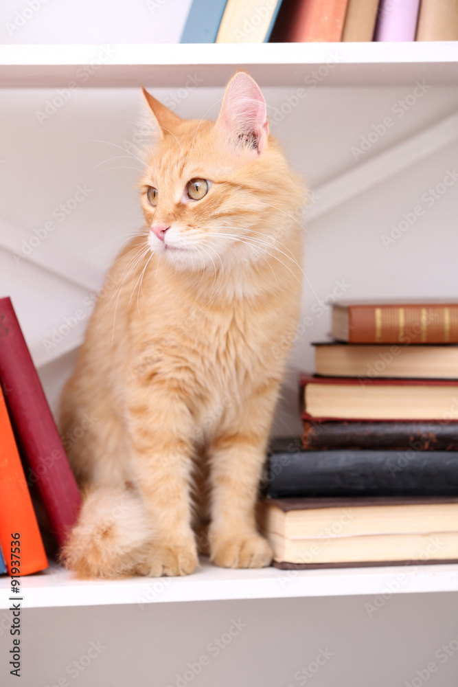 Cute little cat on shelf with books on light background