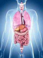 medically accurate illustration of the human organs