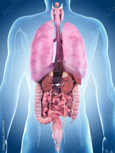 Tapeta ścienna na wymiar medically accurate illustration of the human organs