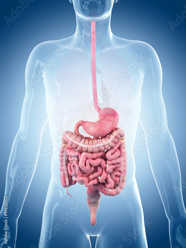 Nowoczesny obraz na płótnie medically accurate illustration of the digestive system