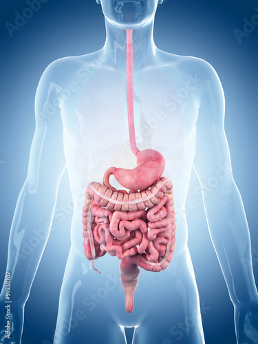 Obraz w ramie medically accurate illustration of the digestive system