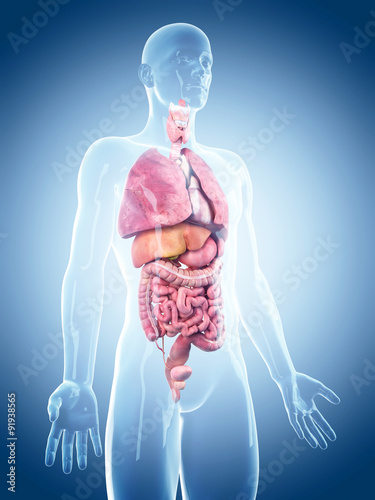 Naklejka - mata magnetyczna na lodówkę medically accurate illustration of the human organs