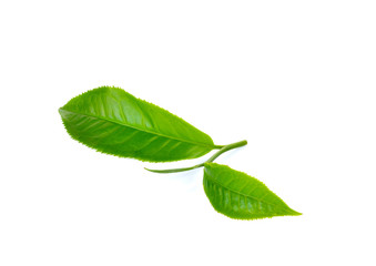 Wall Mural - Fresh green tea leaf on white background