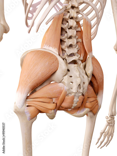 Foto  medically accurate anatomy illustration - hip muscles