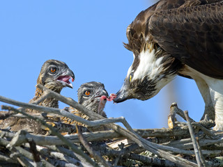 Wall Mural - Adult Osprey feeding chicks