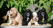 a group of american cocker spaniel puppies
