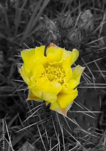 Fototapeta na wymiar Cactus à fleurs jaunes