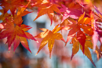 Wall Mural - red maple leaf in autumn season