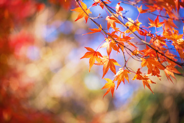 Wall Mural - red maple leaf in autumn season