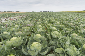 Groene kolen op de akker West-Friesland