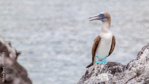 Oiseaux Fou Aux Pieds Bleus Galapagos Equateur Piqueros