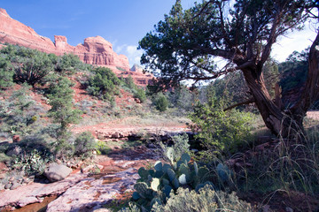 Poster - Oak Creek, cacti, trees and cliffs along Schnebly Hill Road near Sedona, Arizona