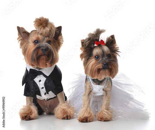 Obraz w ramie Yorkshire Terriers dressed up for wedding like broom and bride s