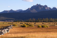 Fields, Fences, Cattle, And The Sawtooth Mountains In Evening Light Near Stanley, Idaho