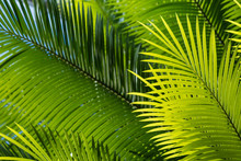 Backlit Palm Tree Leaves