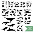 The big set of sea animals vector icons and silhouettes.