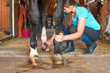 © AnnaElizabeth - Owner horsewoman taking care of chestnut horse hoof.