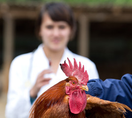 Wall Mural - Rooster vaccination