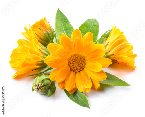 Fotomural Calendula flower. Bouquet isolated on white background