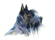 Black Scottish Terrier. Portrait Dog. Watercolor Hand Drawn Illustration.
