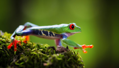 red eyed tree frog Costa Rica