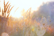 Leinwanddruck Bild - Art autumn sunny nature background