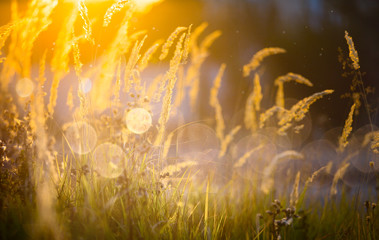 Wall Mural - Art autumn sunny nature background