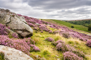 goathland moor heather and crags