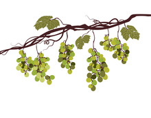 Sstylized Graphic Image Of A Vine With Pink Grapes