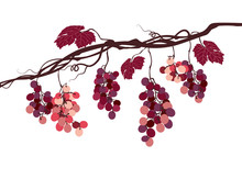Sstylized Graphic Image Of A Vine With Pink Grapes