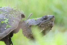 Snapping Turtle Portrait