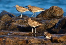 Group Of Whimbrel On The Reef