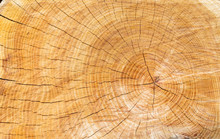 Wood Texture Of Cutted Tree Trunk