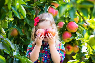 Wall Mural - Little girl picking apples from tree in a fruit orchard