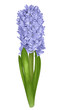 beautiful purple hyacinth with the effect of a watercolor drawing isolated on white background.