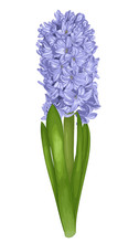 Beautiful Purple Hyacinth With The Effect Of A Watercolor Drawing Isolated On White Background.